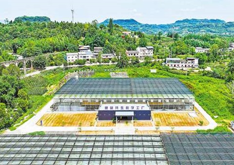 重庆：数智赋能  土地结出“智慧果”