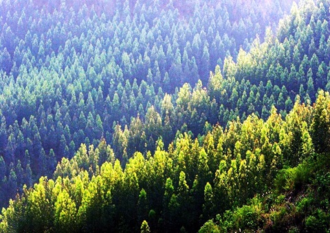 效率提升2倍！广西立异手艺赋能让34.2万亩林地确权提速降本