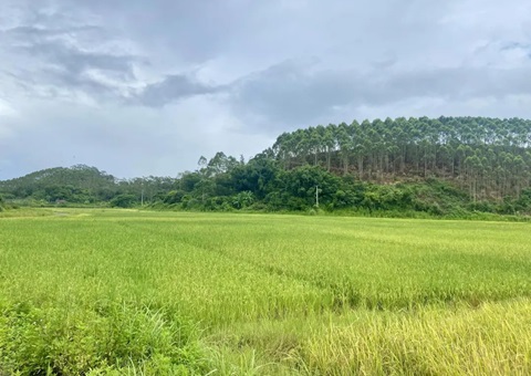 盐碱地变“聚宝盆”   防城港市开发“向海要粮”新路径