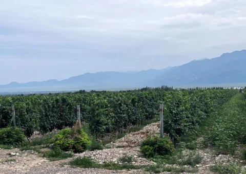 宁夏：：开展生态资源本底视察 探索全链条协同治理路径